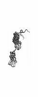 grapes vine