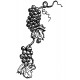grapes vine