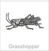 grasshopper