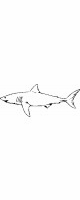 great white shark