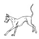 greyhound