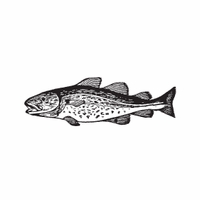h-476 salmon