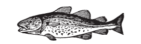 h-476 salmon