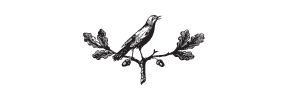 h-491 bird in branch
