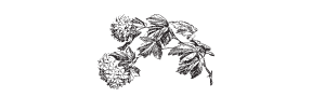 h-505 hydrangea