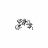 h-505 hydrangea