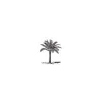 h-507 palm tree