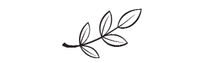 h-581 olive branch