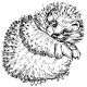 hedgehog