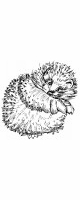 hedgehog