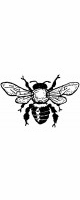 honey bee