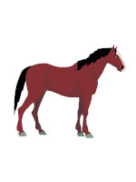 horse