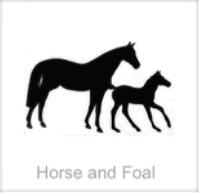 soundview millworks monograms equestrian horse and foal