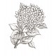 hydrangea