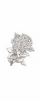 hydrangea