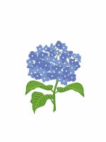 hydrangea