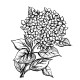 hydrangea