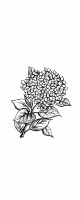hydrangea