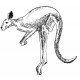 kangaroo