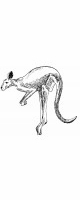 kangaroo