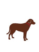 lab brown