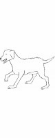 lab dog
