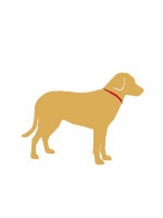 lab yellow