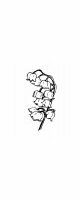 lilly of the valley