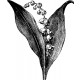 lily of the valley