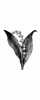 lily of the valley
