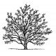 magnolia tree