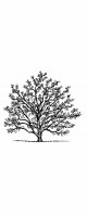 magnolia tree