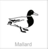 mallard