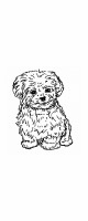 maltese dog