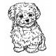 maltese dog