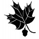 maple leaf