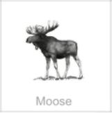 moose