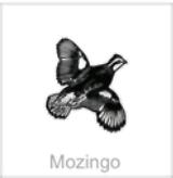 mozingo