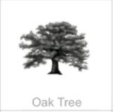 oak tree
