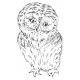 owl