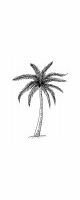 palm tree