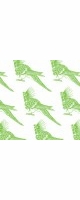parrot