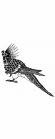 parrot