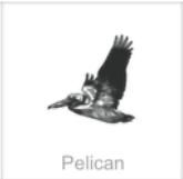 pelican