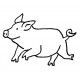 pig