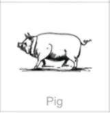 pig