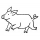 pig