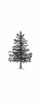 pine tree