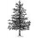 pine tree