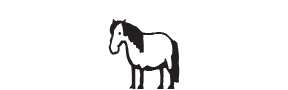 pony